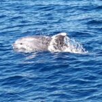 Croisière en mer à la rencontre du grand dauphin