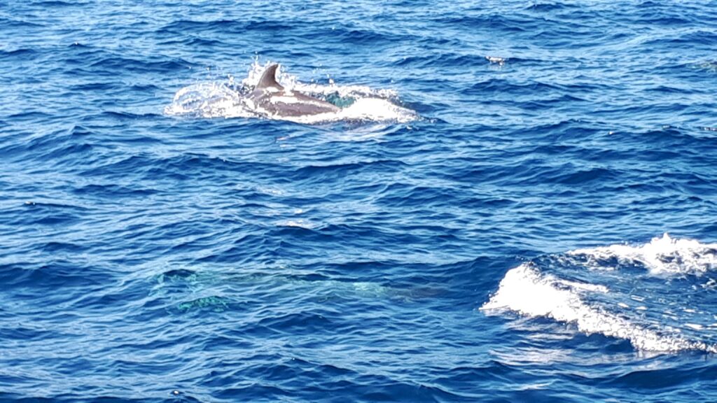 Croisière en mer à la rencontre du grand dauphin
