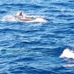 Croisière en mer à la rencontre du grand dauphin