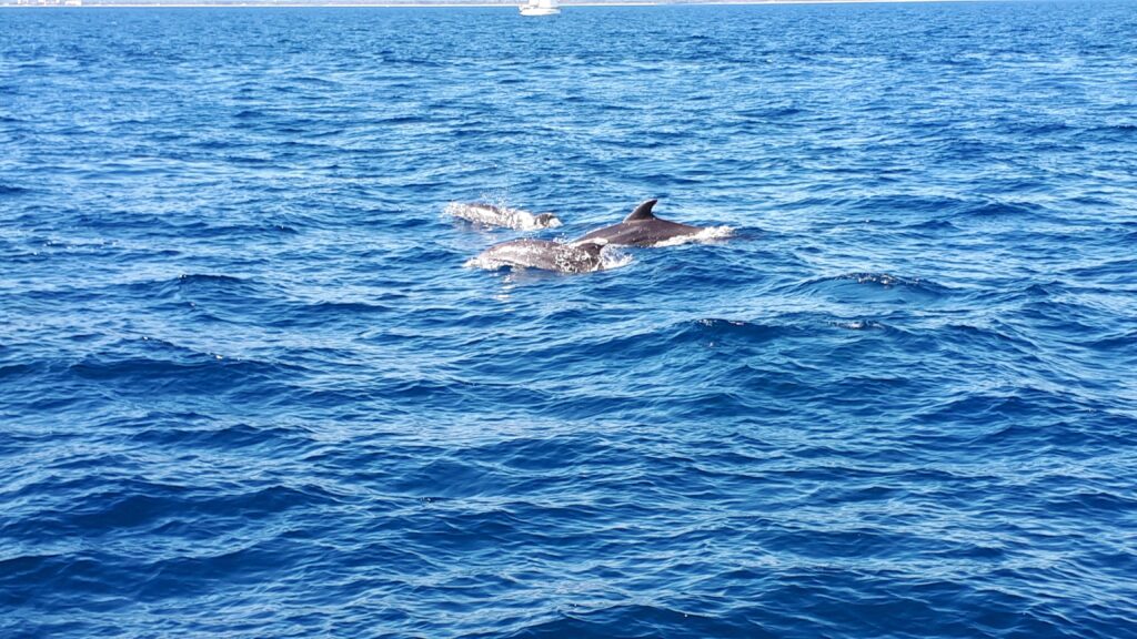 Croisière en mer à la rencontre du grand dauphin