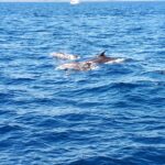 Croisière en mer à la rencontre du grand dauphin