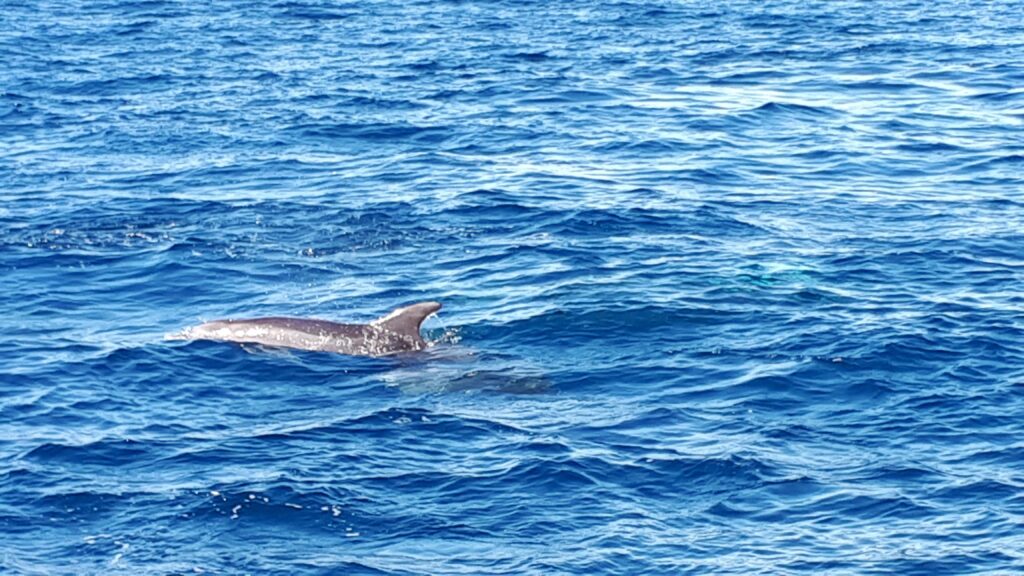Croisière en mer à la rencontre du grand dauphin