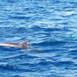 Croisière en mer à la rencontre du grand dauphin
