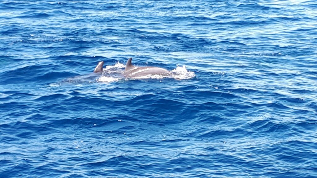 Croisière en mer à la rencontre du grand dauphin