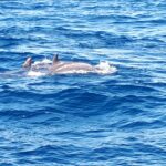 Croisière en mer à la rencontre du grand dauphin