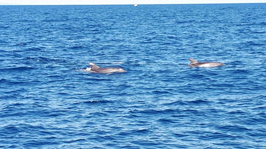 Croisière en mer à la rencontre du grand dauphin