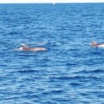 Croisière en mer à la rencontre du grand dauphin