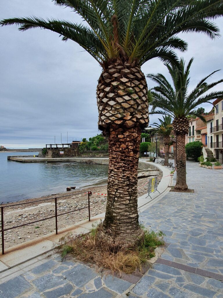 Croisière en mer destination Collioure