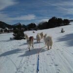 Chiens de traîneau dans les Pyrénées Catalanes