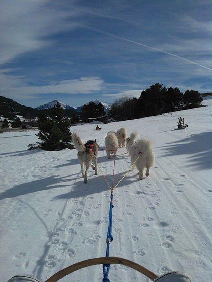 Chiens de traîneau dans les Pyrénées Catalanes
