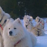 Chiens de traîneau dans les Pyrénées Catalanes