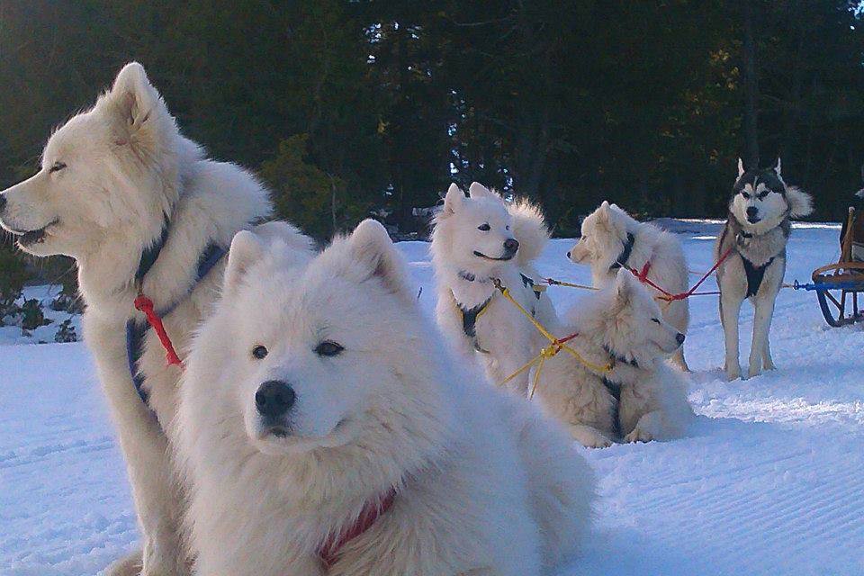 Chiens de traîneau dans les Pyrénées Catalanes