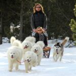 Chiens de traîneau dans les Pyrénées Catalanes