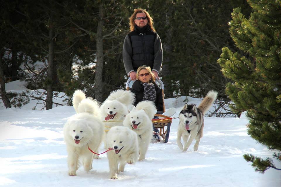 Balade en traîneau à chiens