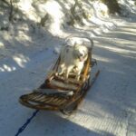 Chiens de traîneau dans les Pyrénées Catalanes