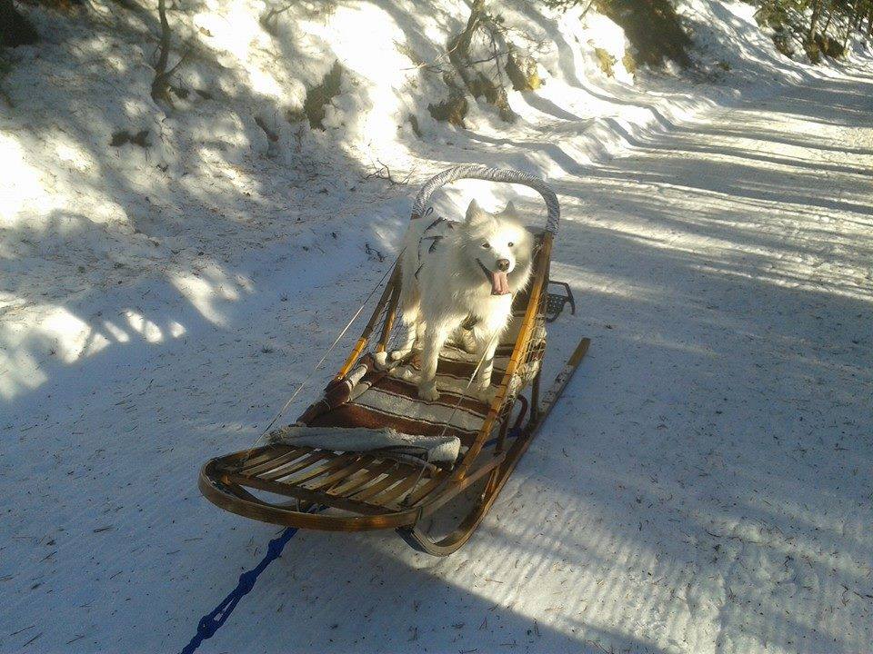 Chiens de traîneau dans les Pyrénées Catalanes