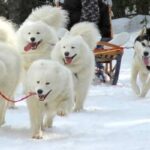 Chiens de traîneau dans les Pyrénées Catalanes