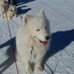 Chiens de traîneau dans les Pyrénées Catalanes