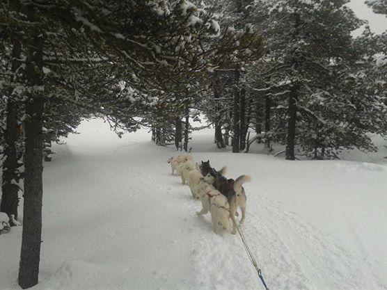 Chiens de traîneau dans les Pyrénées Catalanes