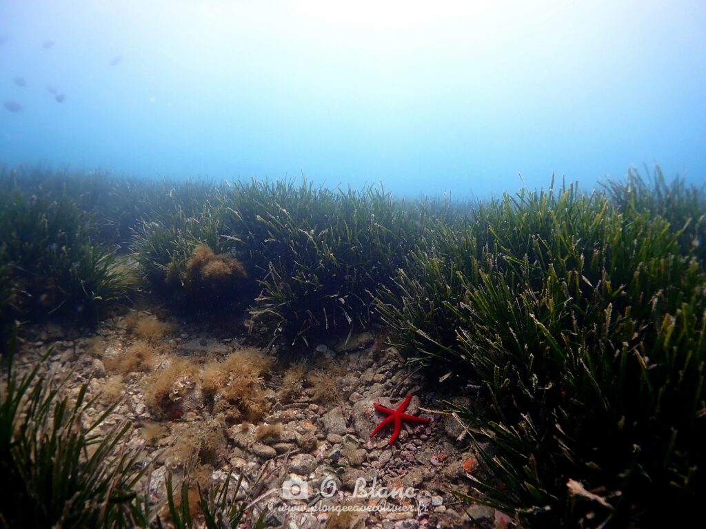 Snorkeling dans les Pyrénées-Orientales