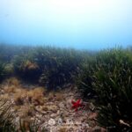 Snorkeling dans les Pyrénées-Orientales