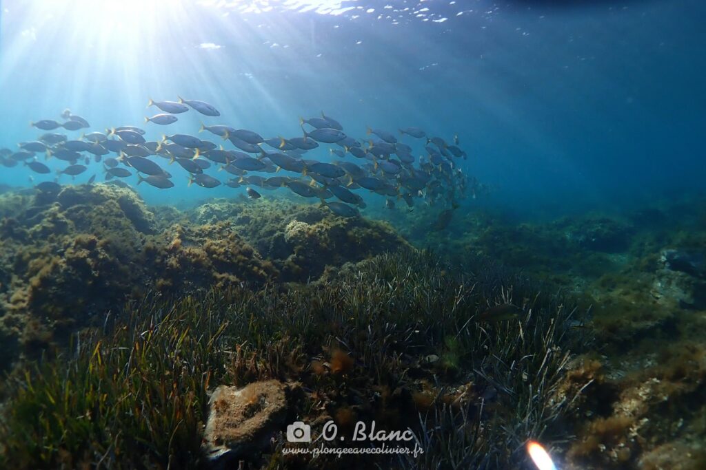 Snorkeling dans les Pyrénées-Orientales