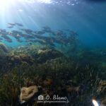 Snorkeling dans les Pyrénées-Orientales
