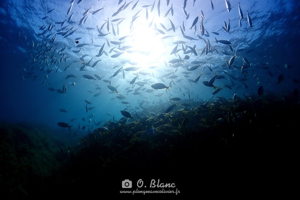 Snorkeling dans les Pyrénées-Orientales