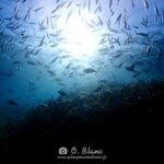 Snorkeling dans les Pyrénées-Orientales