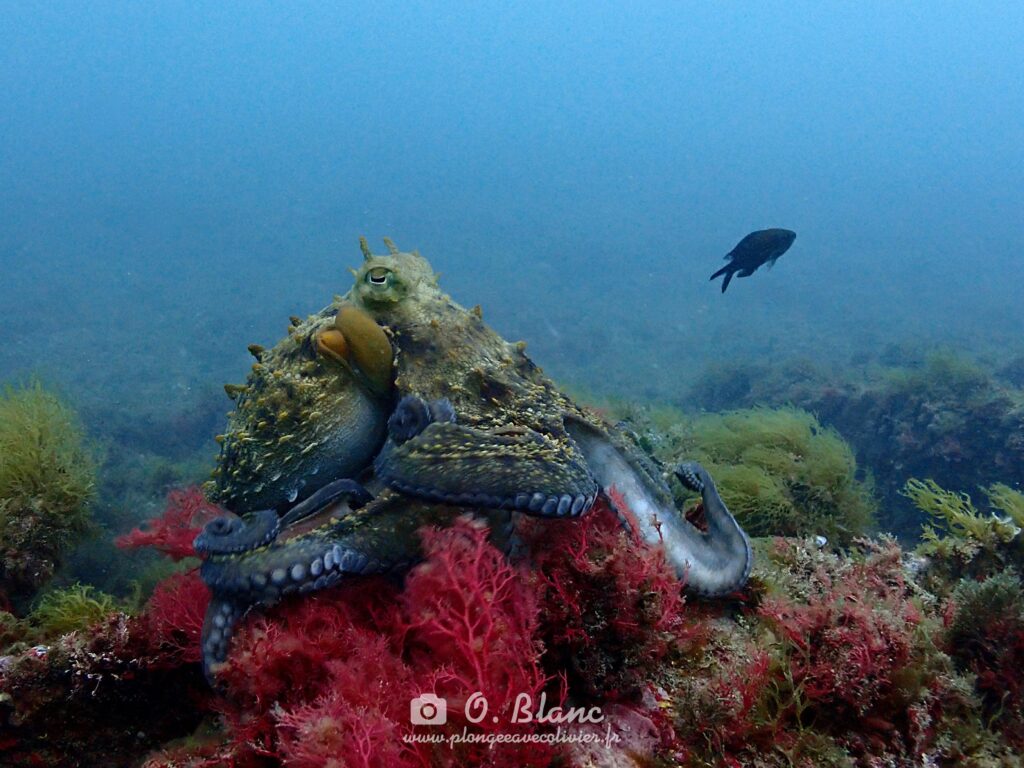 Snorkeling