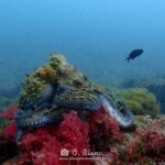 Snorkeling dans les Pyrénées-Orientales