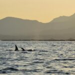 Kayak en Sardaigne