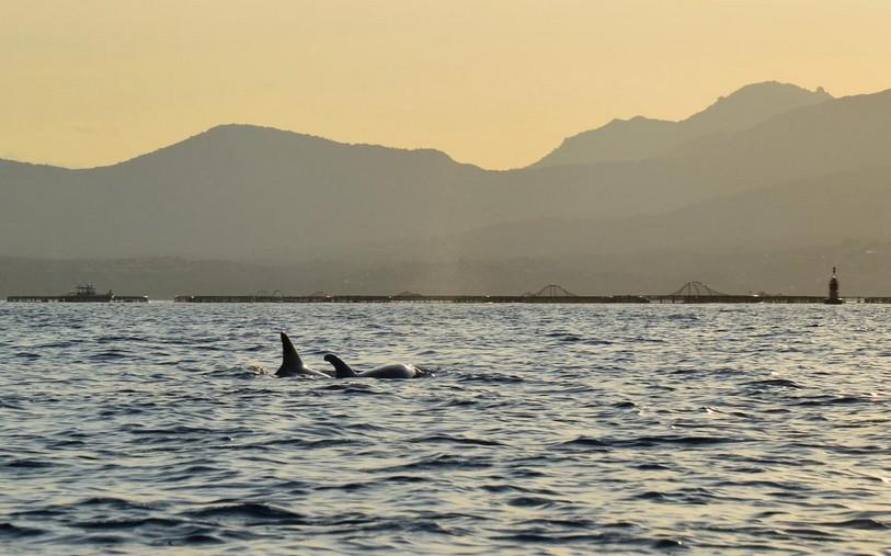 Kayak en Sardaigne